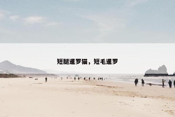 短腿暹罗猫，短毛暹罗