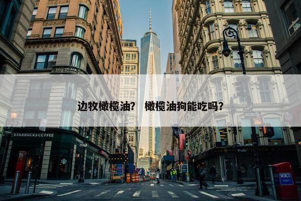 边牧橄榄油？ 橄榄油狗能吃吗？