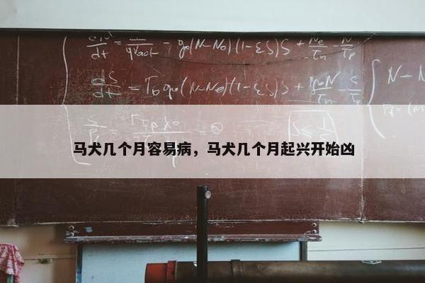 马犬几个月容易病，马犬几个月起兴开始凶