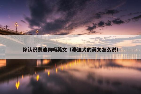 你认识泰迪狗吗英文（泰迪犬的英文怎么说）
