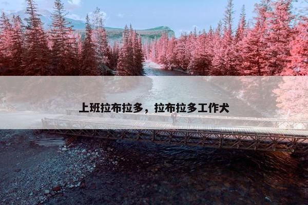 上班拉布拉多，拉布拉多工作犬