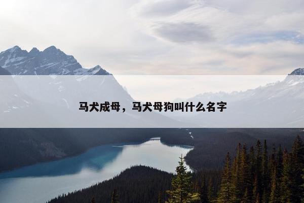 马犬成母，马犬母狗叫什么名字