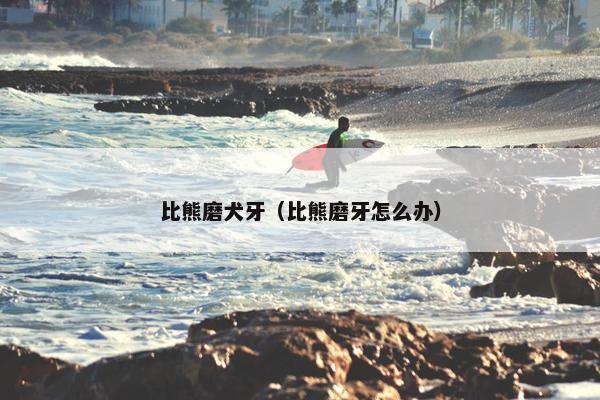 比熊磨犬牙（比熊磨牙怎么办）