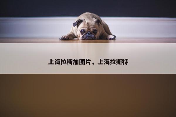 上海拉斯加图片，上海拉斯特