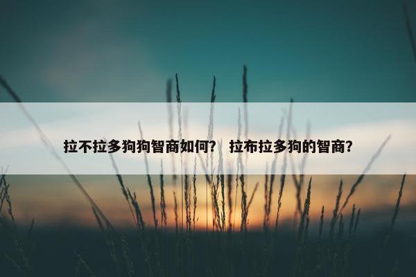 拉不拉多狗狗智商如何？ 拉布拉多狗的智商？