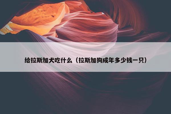 给拉斯加犬吃什么（拉斯加狗成年多少钱一只）
