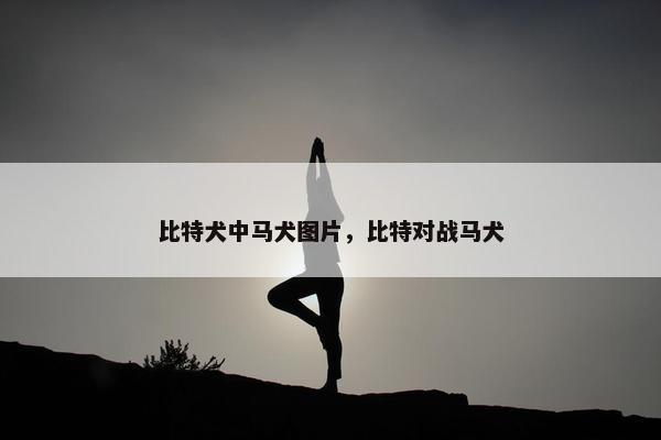 比特犬中马犬图片，比特对战马犬