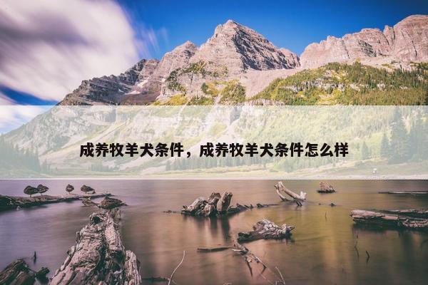 成养牧羊犬条件，成养牧羊犬条件怎么样