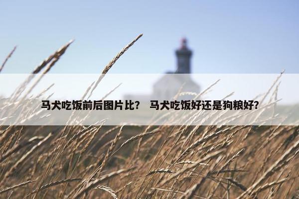 马犬吃饭前后图片比？ 马犬吃饭好还是狗粮好？