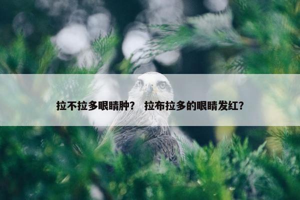 拉不拉多眼睛肿？ 拉布拉多的眼睛发红？