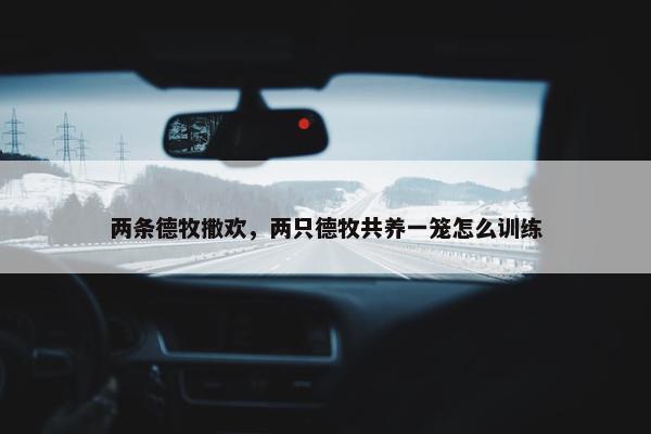 两条德牧撒欢，两只德牧共养一笼怎么训练