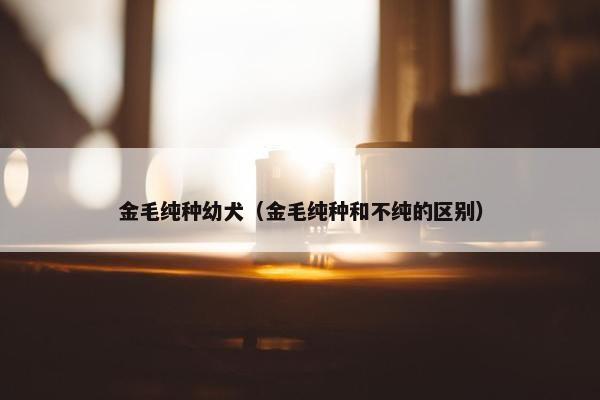 金毛纯种幼犬（金毛纯种和不纯的区别）