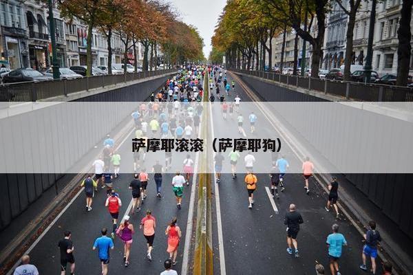 萨摩耶滚滚（萨摩耶狗）