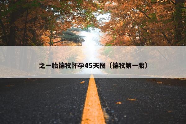 之一胎德牧怀孕45天图（德牧第一胎）