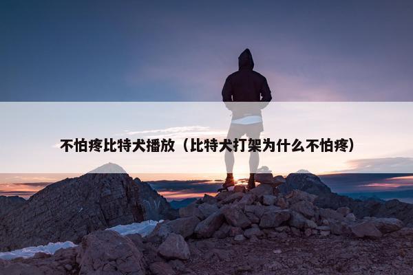 不怕疼比特犬播放（比特犬打架为什么不怕疼）