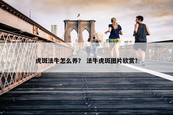 虎斑法牛怎么养？ 法牛虎斑图片欣赏？
