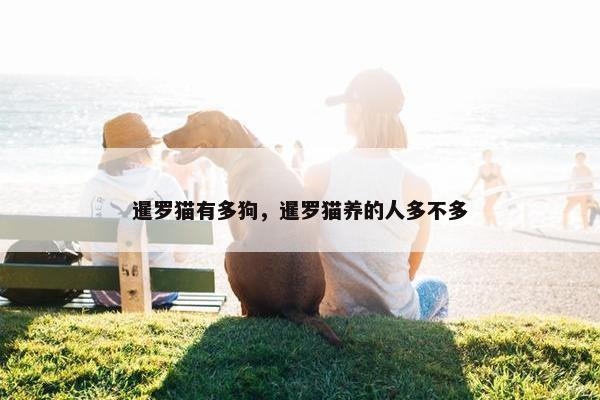 暹罗猫有多狗，暹罗猫养的人多不多