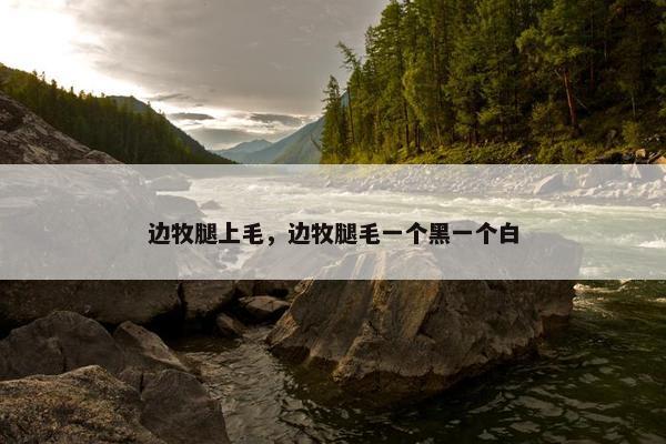 边牧腿上毛，边牧腿毛一个黑一个白
