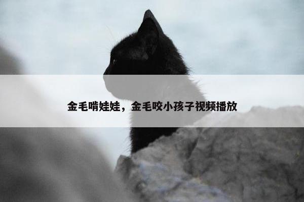 金毛啃娃娃，金毛咬小孩子视频播放