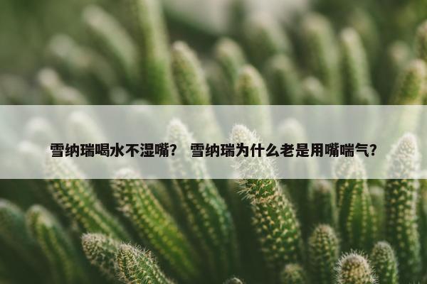 雪纳瑞喝水不湿嘴？ 雪纳瑞为什么老是用嘴喘气？