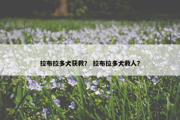拉布拉多犬获救？ 拉布拉多犬救人？