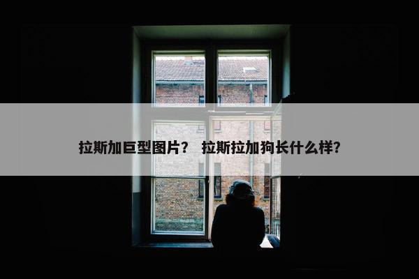 拉斯加巨型图片？ 拉斯拉加狗长什么样？