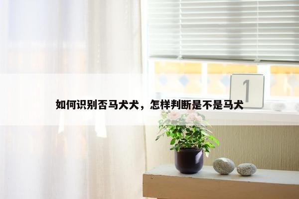 如何识别否马犬犬，怎样判断是不是马犬