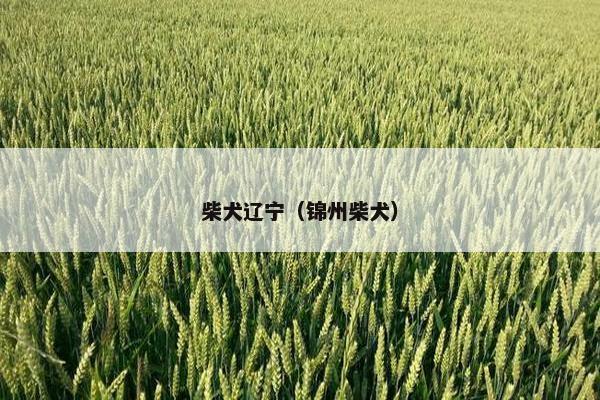 柴犬辽宁（锦州柴犬）