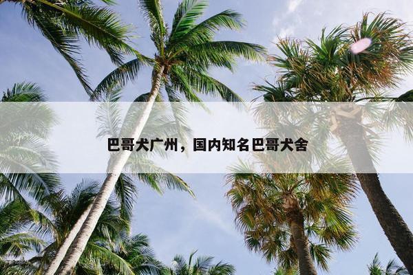 巴哥犬广州，国内知名巴哥犬舍