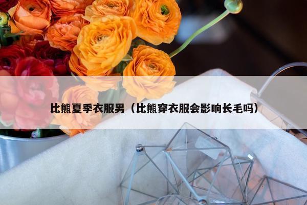 比熊夏季衣服男（比熊穿衣服会影响长毛吗）