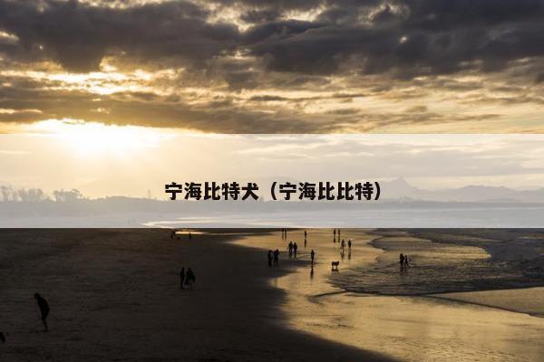 宁海比特犬（宁海比比特）