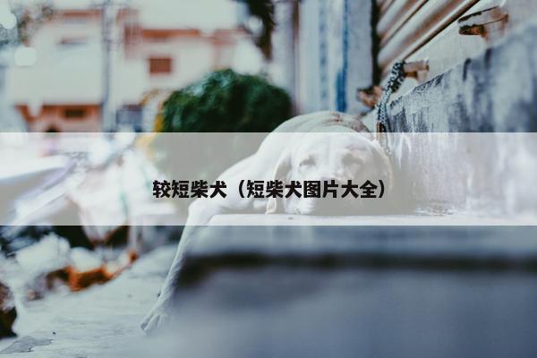较短柴犬（短柴犬图片大全）