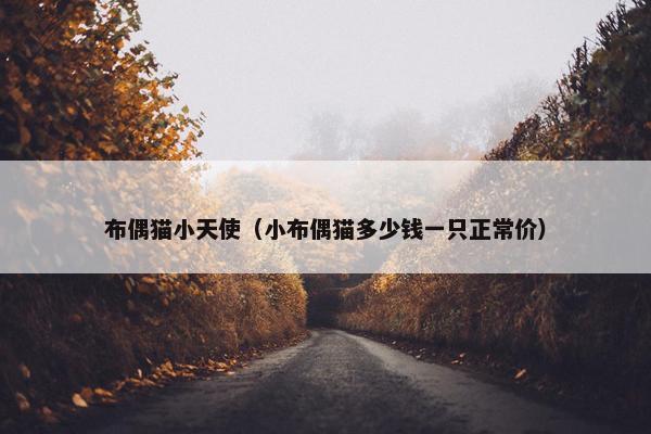 布偶猫小天使（小布偶猫多少钱一只正常价）
