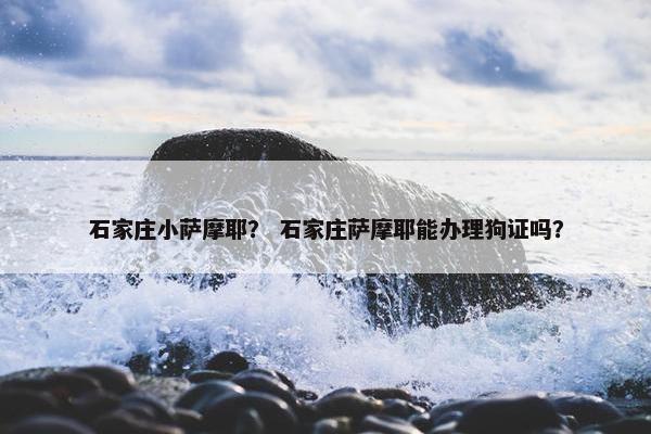 石家庄小萨摩耶？ 石家庄萨摩耶能办理狗证吗？