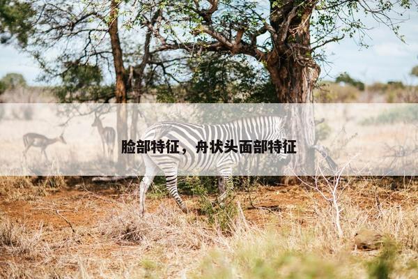 脸部特征，舟状头面部特征