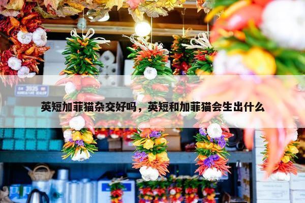 英短加菲猫杂交好吗，英短和加菲猫会生出什么