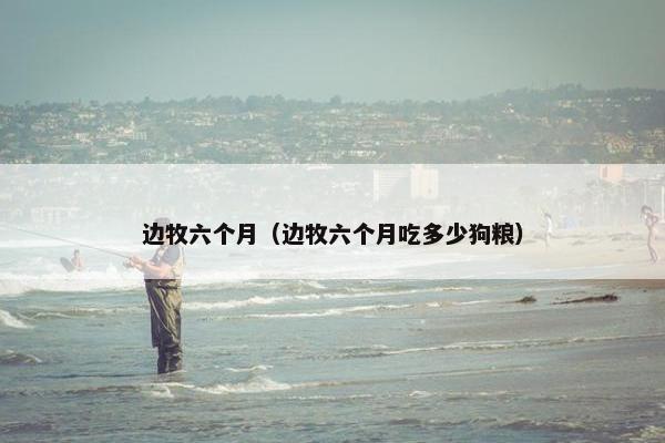 边牧六个月（边牧六个月吃多少狗粮）