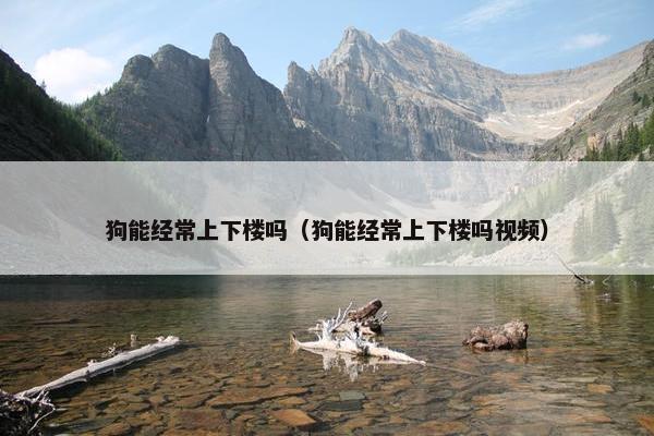 狗能经常上下楼吗（狗能经常上下楼吗视频）