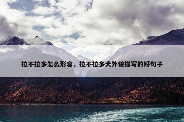 拉不拉多怎么形容，拉不拉多犬外貌描写的好句子