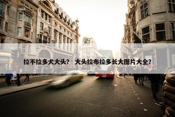 拉不拉多犬大头？ 大头拉布拉多长大图片大全？