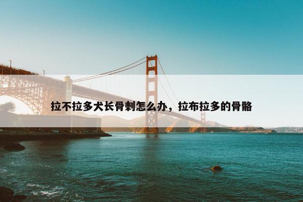 拉不拉多犬长骨刺怎么办，拉布拉多的骨骼