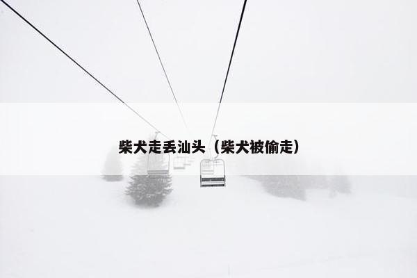 柴犬走丢汕头（柴犬被偷走）