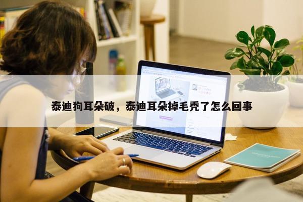泰迪狗耳朵破，泰迪耳朵掉毛秃了怎么回事