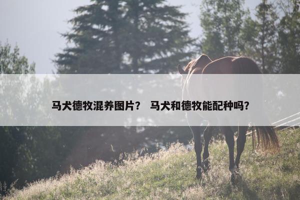 马犬德牧混养图片？ 马犬和德牧能配种吗？