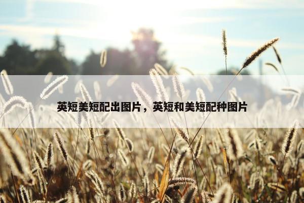 英短美短配出图片，英短和美短配种图片