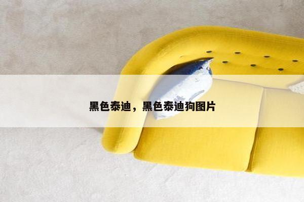 黑色泰迪，黑色泰迪狗图片