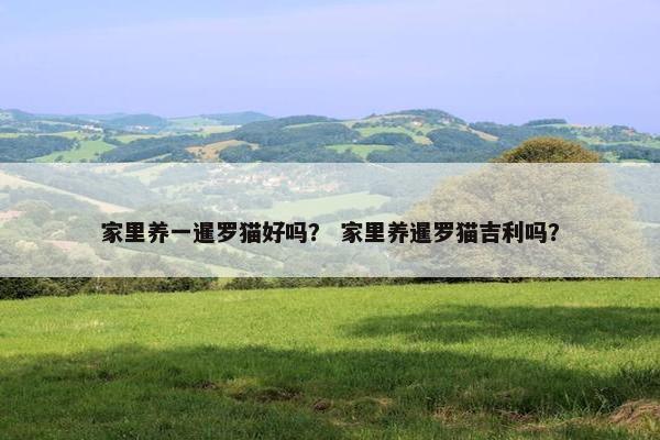 家里养一暹罗猫好吗？ 家里养暹罗猫吉利吗？