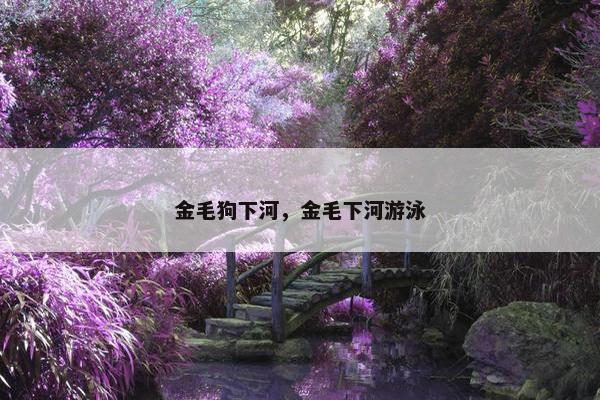金毛狗下河，金毛下河游泳