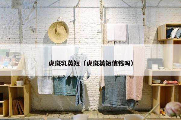 虎斑乳英短（虎斑英短值钱吗）