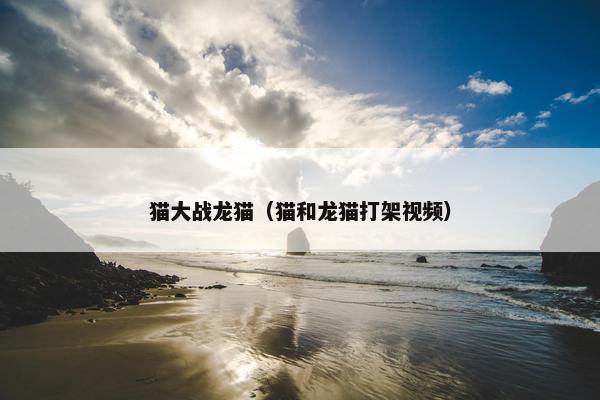 猫大战龙猫（猫和龙猫打架视频）